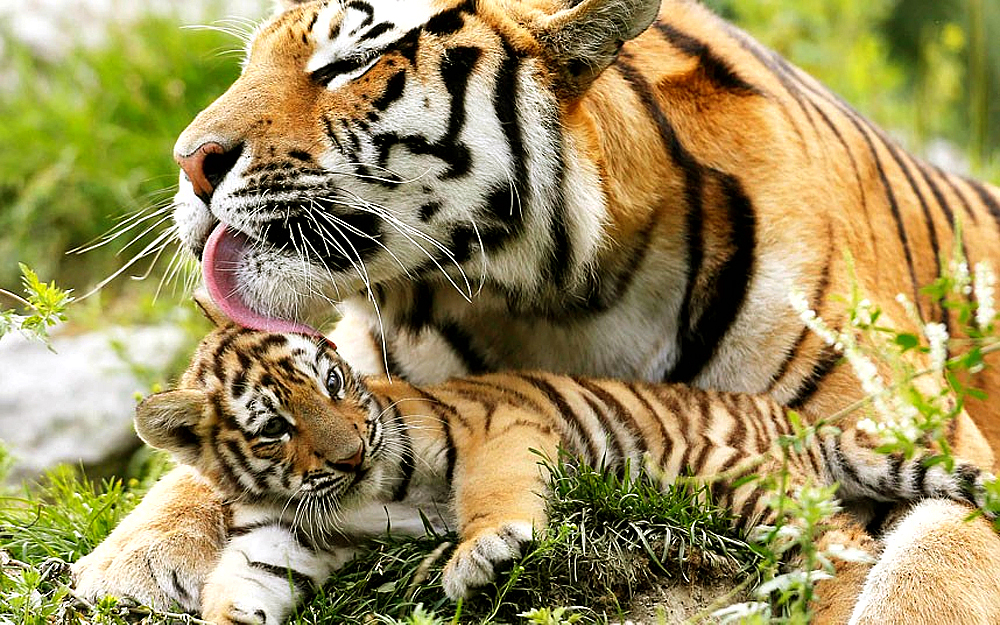 В Ялтинском зоопарке родились шесть тигрят (Видео)